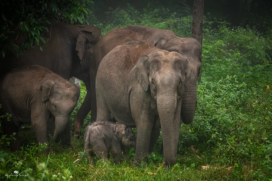 Слонове в резерват Бандипур, Южна Индия