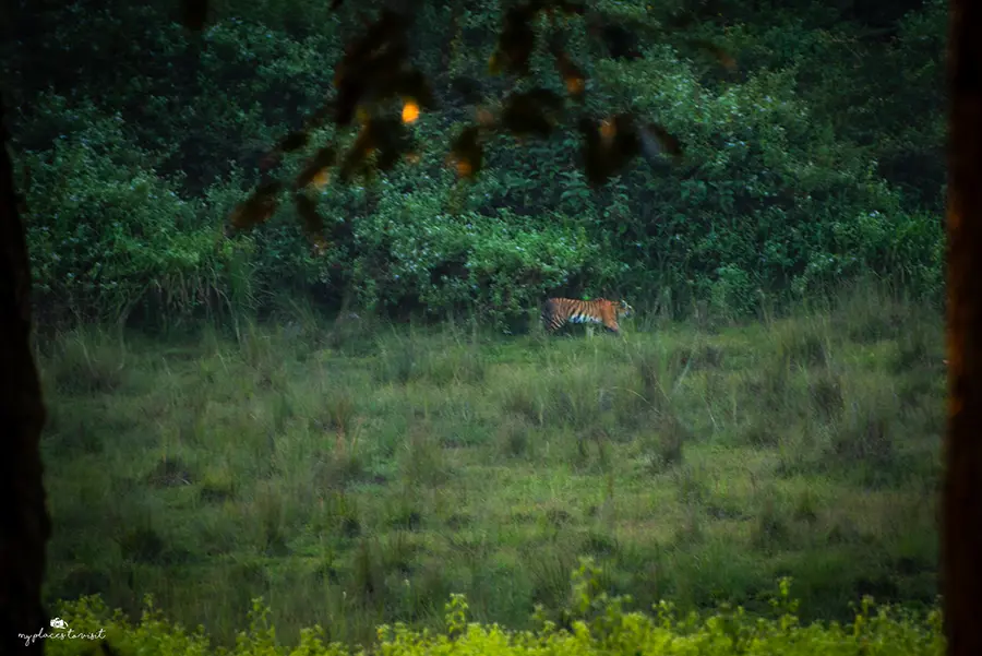 Тигър в Национален парк Нагрхоле
